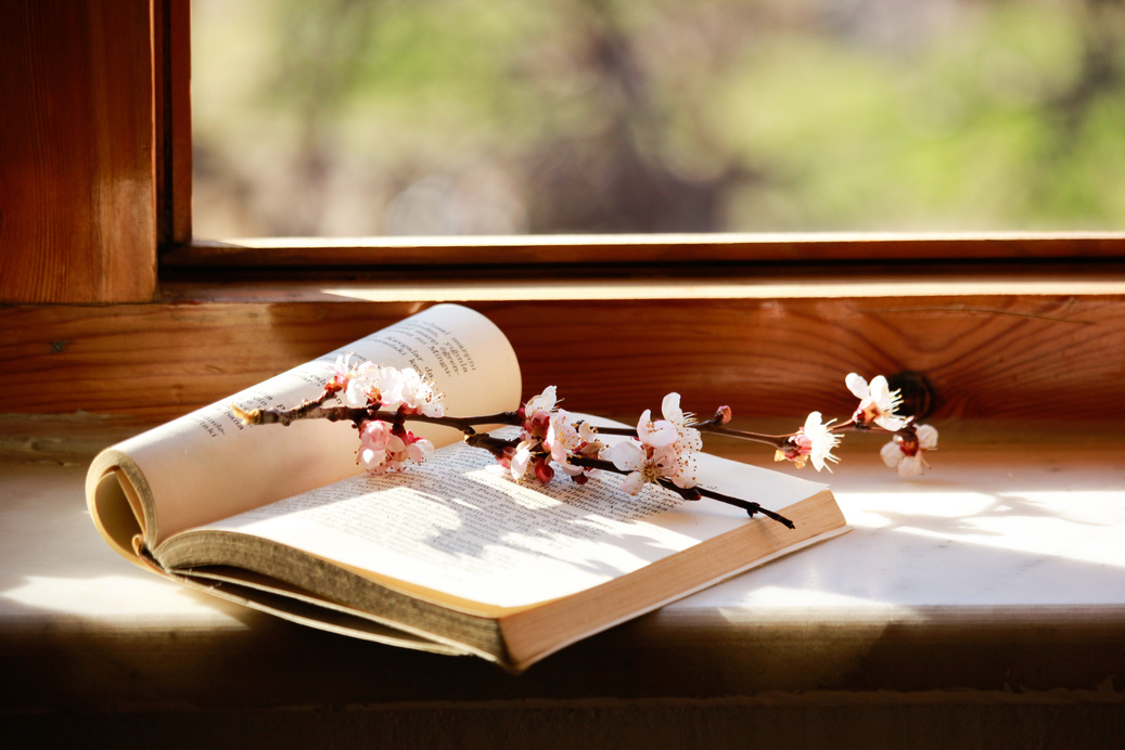 Cherry Blossom Branch on a Book